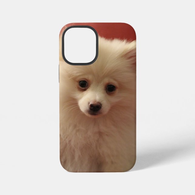 Niedlicher Spitz iPhone 12 Mini Hülle (Rückseite)
