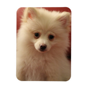 Niedlicher Spitz Magnet