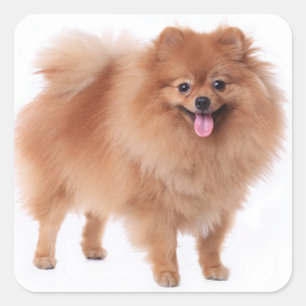 Niedlicher Spitz Mama Welpen Hund Lover Pom Quadratischer Aufkleber