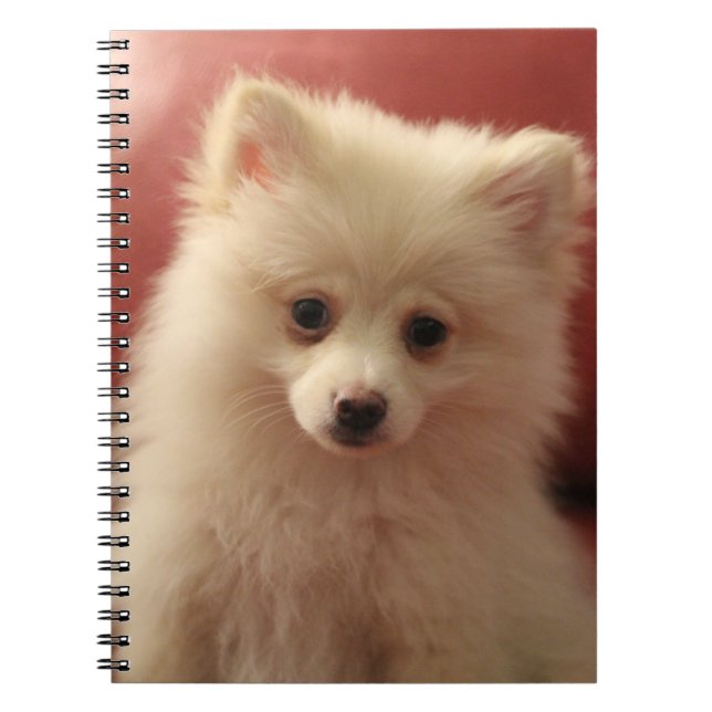 Niedlicher Spitz Notizblock (Vorderseite)
