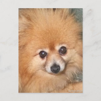 Niedlicher Spitz Postkarte