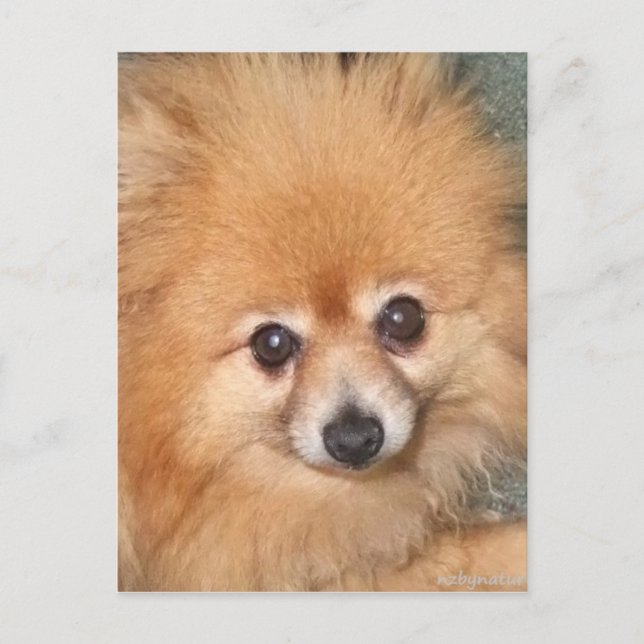 Niedlicher Spitz Postkarte (Vorderseite)