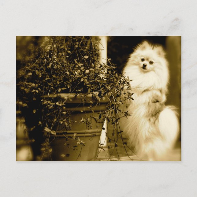 Niedlicher Spitz Postkarte (Vorderseite)