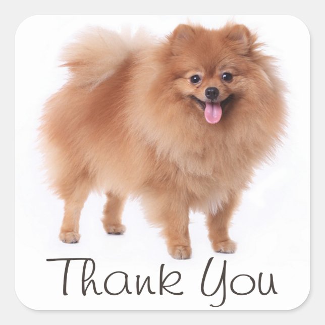 Niedlicher Spitz Welpen Hund Danke Pom Pom Quadratischer Aufkleber (Vorderseite)