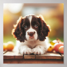 niedlicher Springer Spanier Welpe