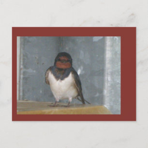 Niedlicher Stall schlucken Nahe Up Cust. DIY Postc Postkarte