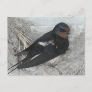 Niedlicher Stallschlucken im Nest DIY Postkarte
