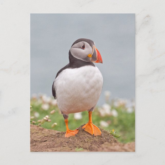 Niedlicher Stehender Puffin Postkarte (Vorderseite)