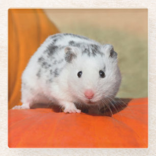 Niedlicher syrischer Hamster Weiße Gepunktete Zwe Glasuntersetzer
