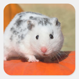 Niedlicher syrischer Hamster Weiße Gepunktete Zwer Quadratischer Aufkleber