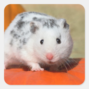 Niedlicher syrischer Hamster Weiße Gepunktete Zwer Quadratischer Aufkleber