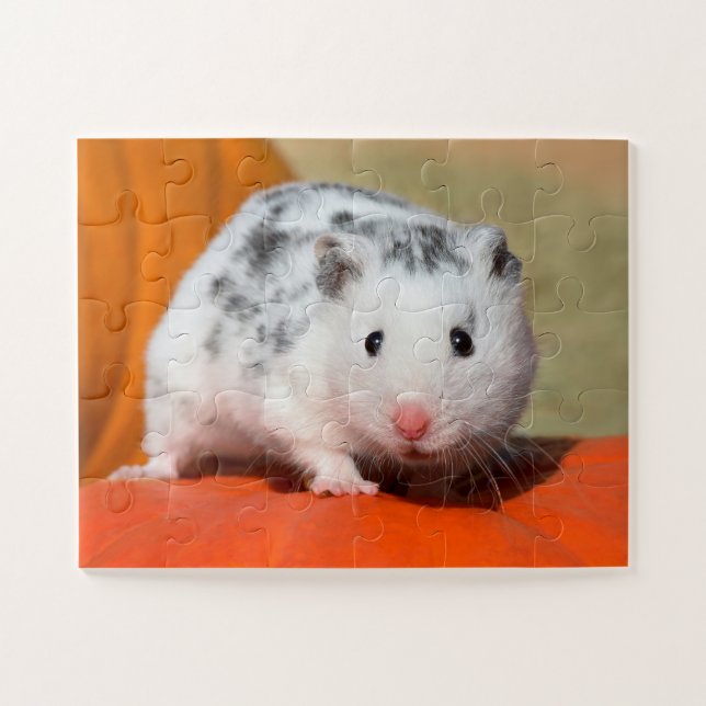 Niedlicher syrischer Hamster-weißes schwarzes (Horizontal)