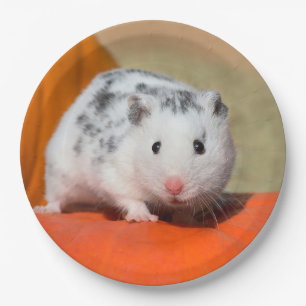 Niedlicher syrischer Hamster-weißes schwarzes Pappteller