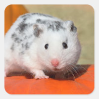 Niedlicher syrischer Hamster White Black Gepunktet
