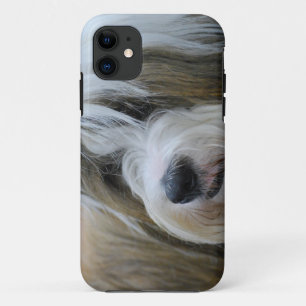 Niedlicher tibetanischer Terrier-Hund title_seo2