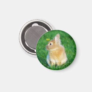 Niedlicher Tiersonnengang im Gras Magnet