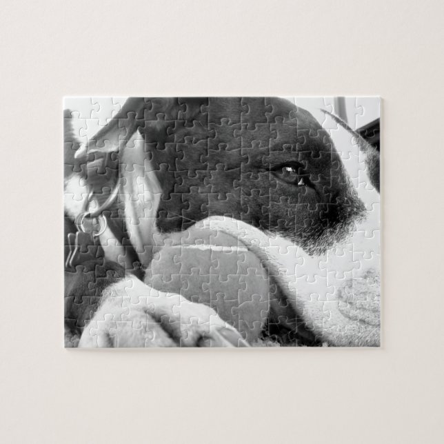 niedlicher, traurig aussehender Pitbulhund Schwarz (Horizontal)