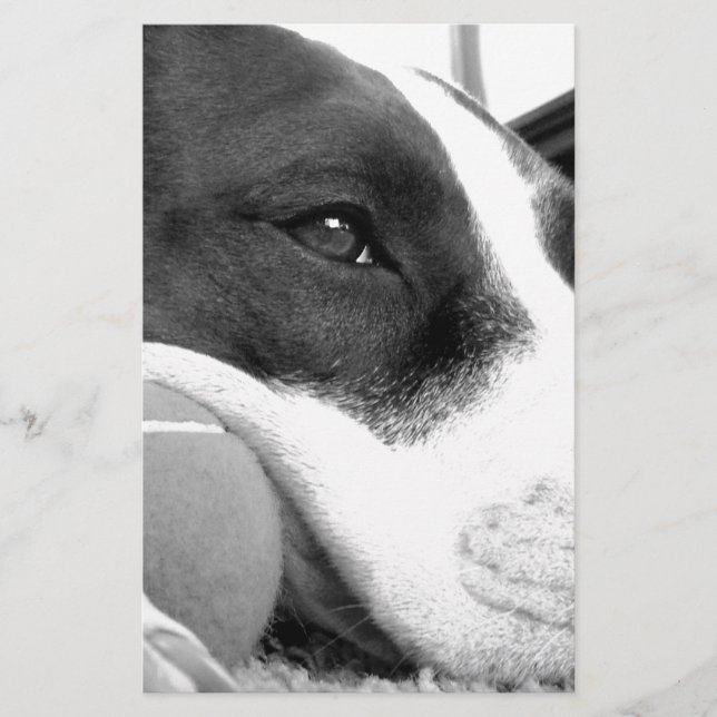 niedlicher, traurig aussehender Pitbulhund Schwarz Briefpapier (Vorderseite)