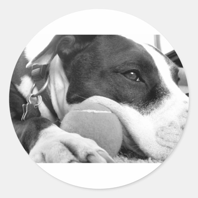 niedlicher, traurig aussehender Pitbulhund Schwarz Runder Aufkleber (Vorderseite)