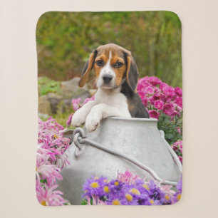 Niedlicher Tricolor Beagle Hund Welpe Haustier in  Sherpadecke