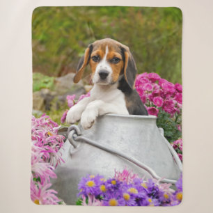 Niedlicher Tricolor Beagle Hund Welpe Pet in einer Sherpadecke
