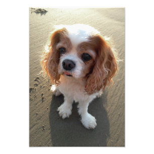 Niedlicher unbekümmerter Königcharles Spaniel-Hu Fotodruck