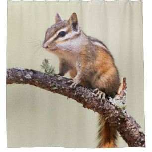 Niedlicher und chubby Chipmunk Duschvorhang