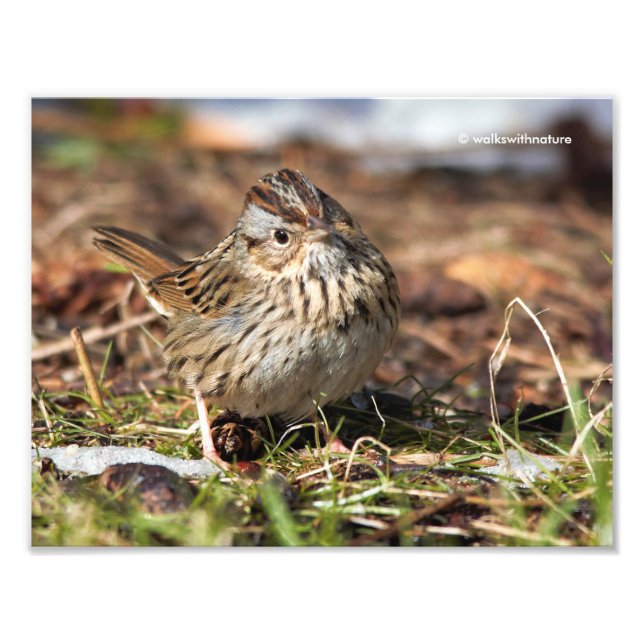 Niedlicher und spunky Lincolns Sparrow Fotodruck (Vorne)