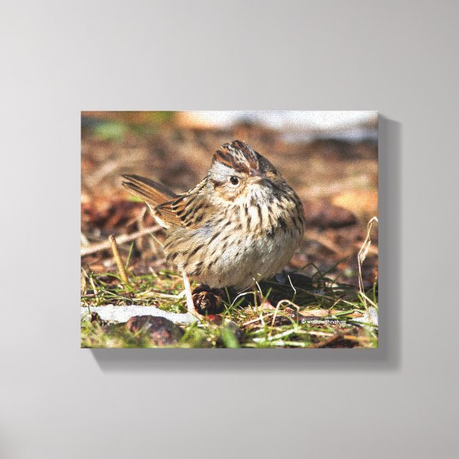 Niedlicher und spunky Lincolns Sparrow Leinwanddruck (Vorderseite)