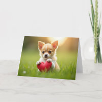 Niedlicher Valentinstag Chihuahua-Welpe