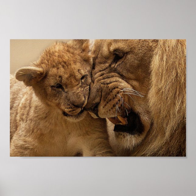Niedlicher Vater und Sohn Löwen Poster (Vorne)