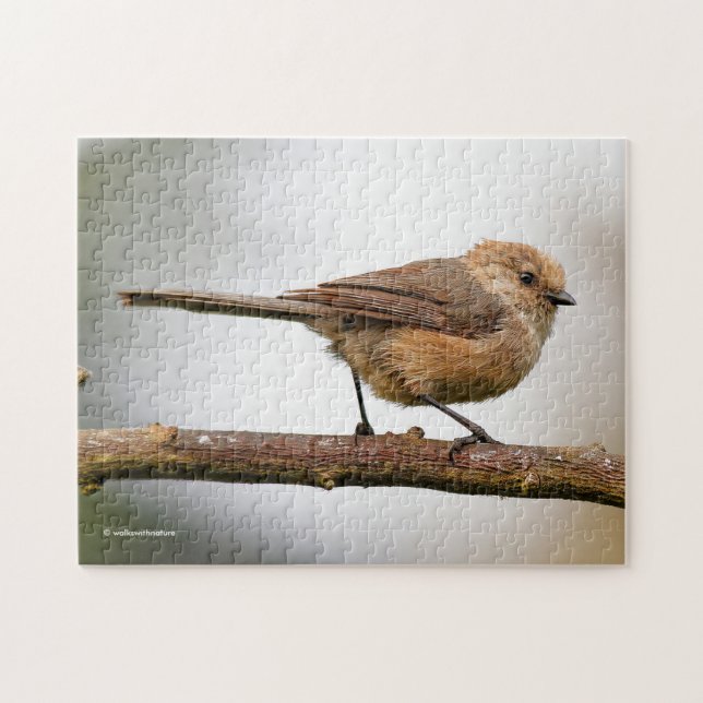Niedlicher Wee Bushtit Songbird auf Obstbaum (Horizontal)