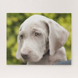 Niedlicher Weimaraner Welpenhund