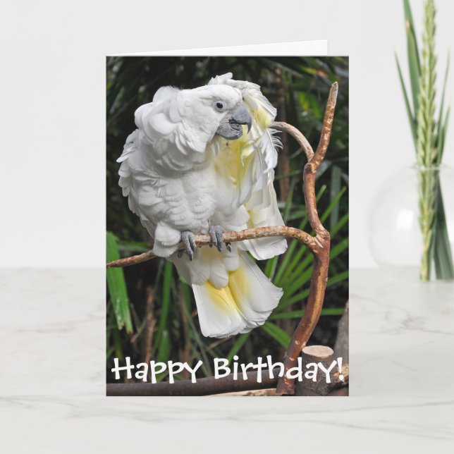 Niedlicher weißer Cockatielgeburtstag Karte (Vorderseite)