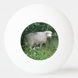 Niedlicher weißer Fliegenschaf mit Pingpong-Ball Tischtennisball