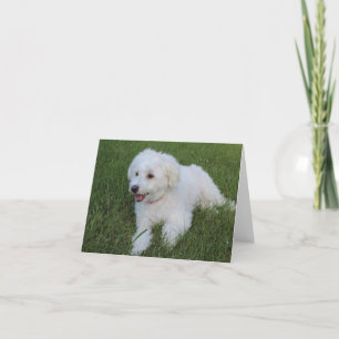 niedlicher weißer Hund auf einer Notizkarte Karte
