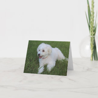 niedlicher weißer Hund auf einer Notizkarte Karte