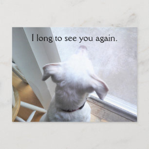 Niedlicher weißer Hund, langweilig herausstechen G Postkarte