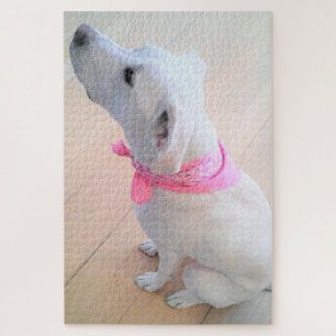 Niedlicher weißer Hund mit rosa Scarf