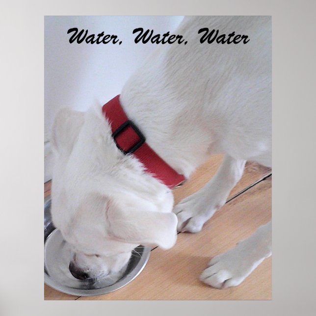 Niedlicher weißer Labrador Mix Welpenhund Trinkwas Poster (Vorne)