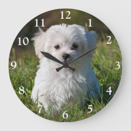 Niedlicher weißer maltesischer Welpenhund große Uh Wanduhr