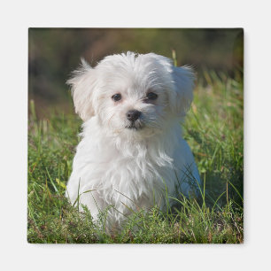Niedlicher weißer maltesischer Welpenhund Magnet