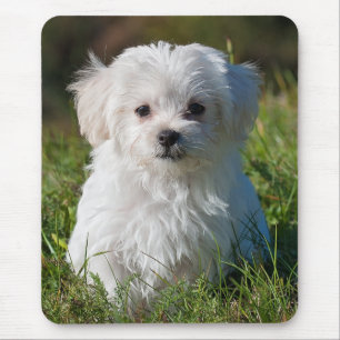 Niedlicher weißer maltesischer Welpenhund Mousepad