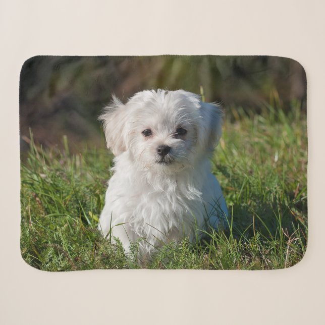 Niedlicher weißer maltesischer Welpenhund Sherpadecke (Vorderseite (Horizontal))