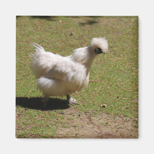 Niedlicher weißer seidiger kleiner Huhn-Weg Magnet
