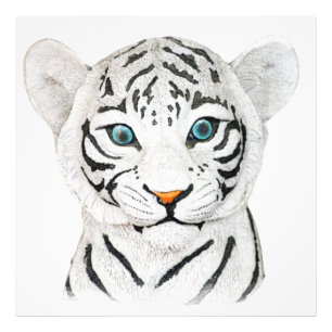 Niedlicher weißer Tiger mit blauen Augen Fotodruck