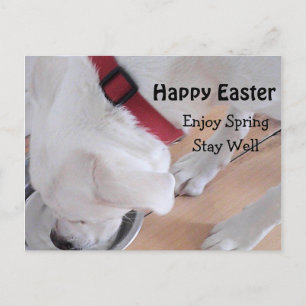 Niedlicher weißer Welpenhund Trinkwasser Ostern Po Postkarte