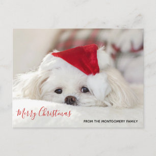 Niedlicher Weißhund in einem Red Christmas Hat Feiertagspostkarte