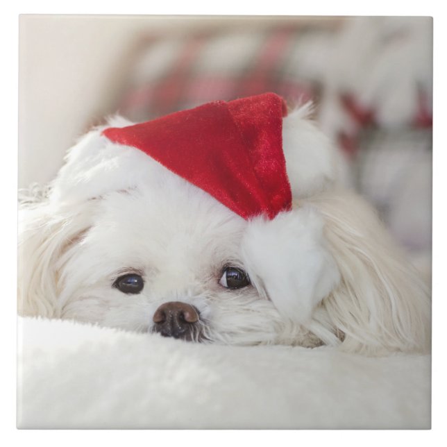 Niedlicher Weißhund in einem Red Christmas Hat Fliese (Vorderseite)
