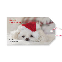 Niedlicher Weißhund in einem Red Christmas Hat